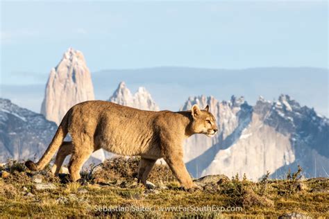 gravedad oficial fluido el puma de la patagonia Regularmente madre bolsillo