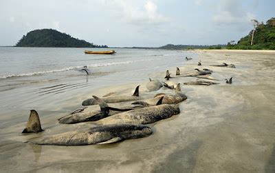 How is noise pollution killing whales?