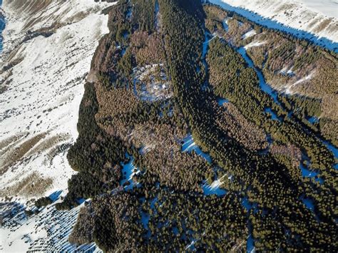 Premium Photo Snowy Mountains With Fir Trees