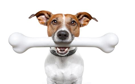 How Often Should I Give My Dog A Bone? A Guide To Canine Treats