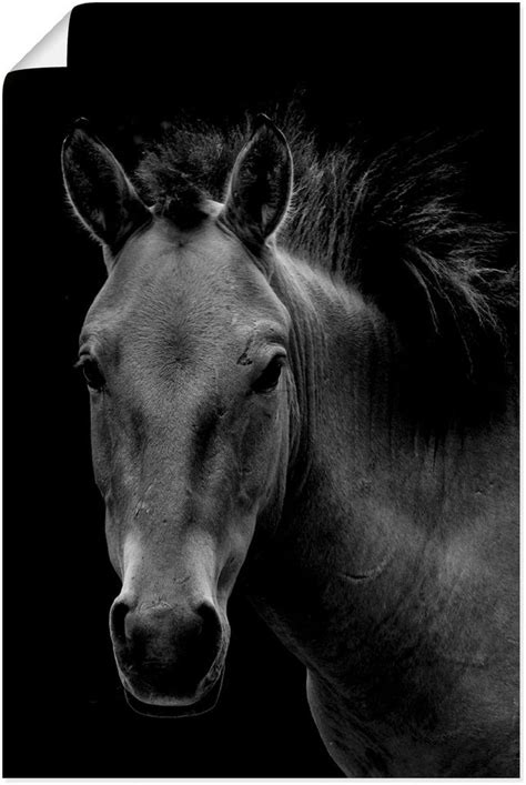 Artland Poster Wildpferd Pferdebilder 1 St Als Alubild