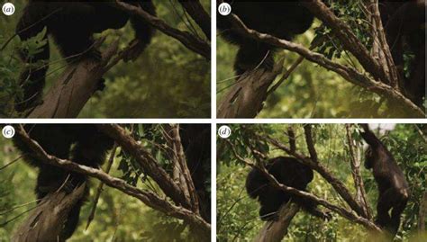 Chimps In Senegal Found To Fashion Spears For Hunting