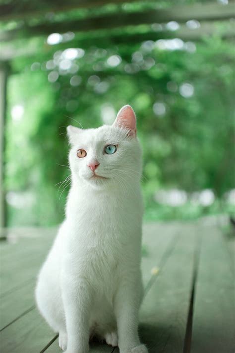 【鸳鸯眼】异色瞳猫猫 高清图片，堆糖，美图壁纸兴趣社区