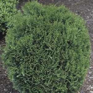 Dwarf Globe Arborvitae Hetz Midget Thuja Occidentalis MyGardenLife