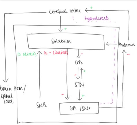 Basal Ganglia Flashcards Quizlet