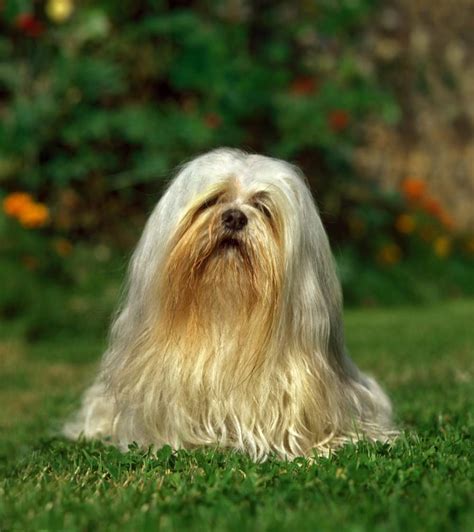 Lhasa Apso Caracter Sticas Car Cter Y Cuidados