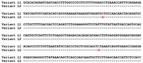 Sequences Of The Two Variants Of Leptin Receptor L1 And L2