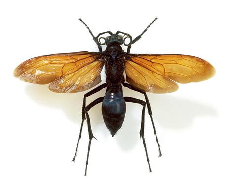 Tarantula Hawk Wasp Photograph by Natural History Museum, London - Pixels