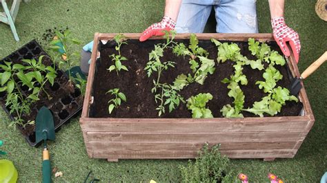 Encuentra Las Mejores Plantas De Huerto En Madrid Y Cultiva Tus Propios