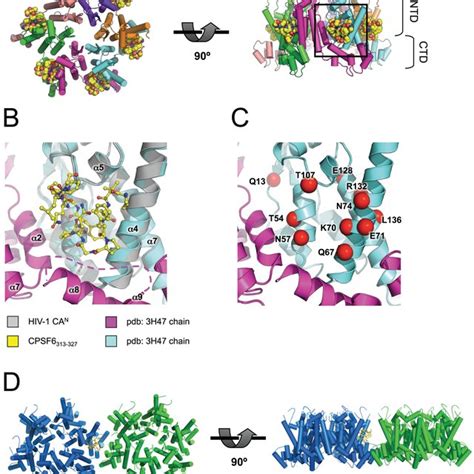 The Cpsf6 Binding Interface Is Accessible And Highly Conserved In Hiv 1