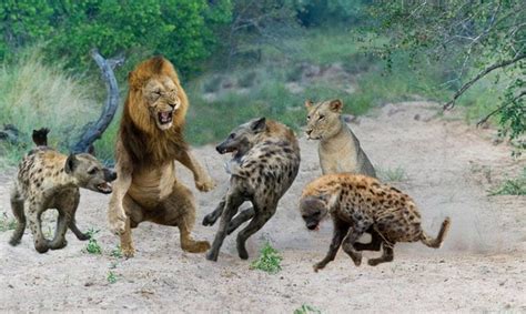 Dramatic between Lions and Hyenas, King Lion confrontation Hyena