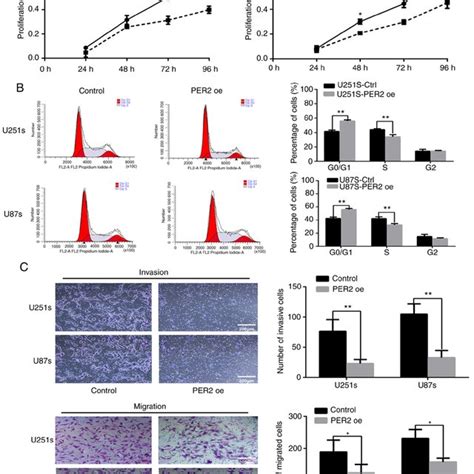 Per2 Inhibits Cell Viability The Cell Cycle Migration And Invasion Of