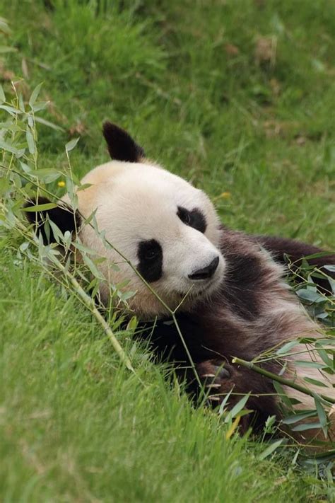 Grand Panda | Panda, Panda bear, Giant panda