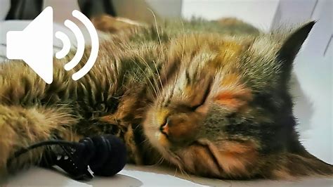 1 Hour Asmr Cat Purring Chillest Cat Purrrrrr Everrr Youtube