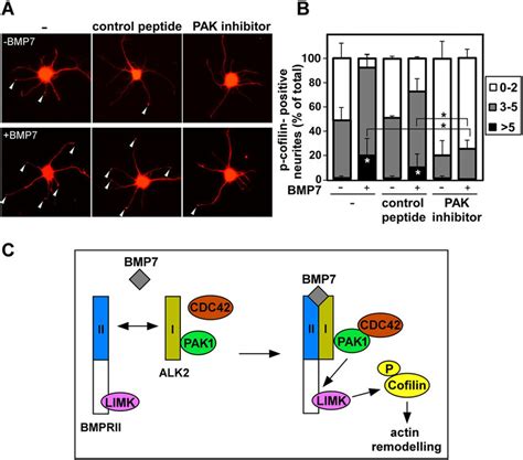 Pak Is Required For Bmp Induced Cofilin Phosphorylation In Primary