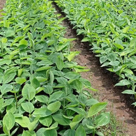 Jual Beli Bibit – PT. Lintas Agritama Traktorindo