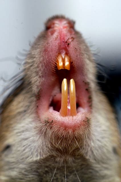 Head Of A Field Rat Showing Its Teeth Flickr Photo Sharing