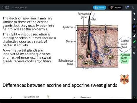 Histology Lecture Skin Ii Hair Nails Part Youtube