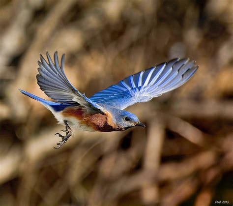 Eastern Bluebird Audubon Field Guide