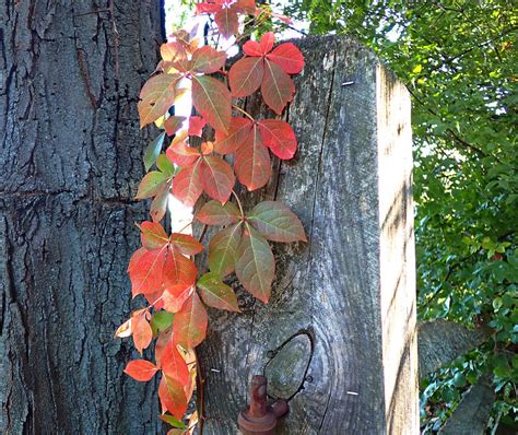 Autumn Leaves Nature Art by LindArtz on DeviantArt