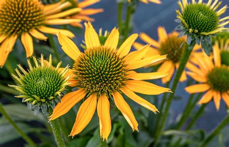 Scheinsonnenhut Kismet Yellow Echinacea Purpurea Kismet Yellow