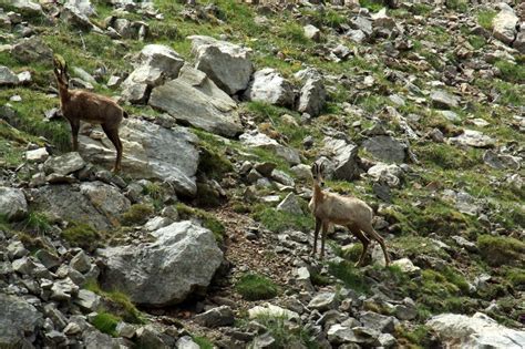 Les Isards Du Turbon Aragon Espagne PierreG 09 Flickr