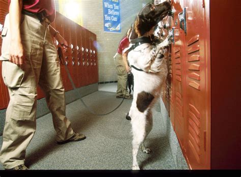 can dogs smell molly