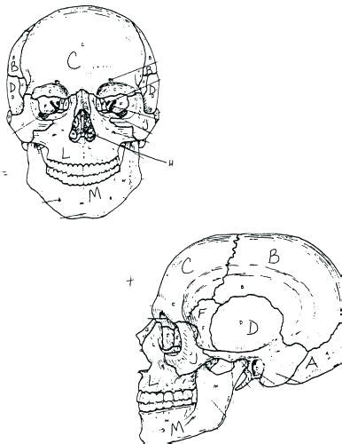 Axial Skeleton Coloring Sheets Coloring Pages