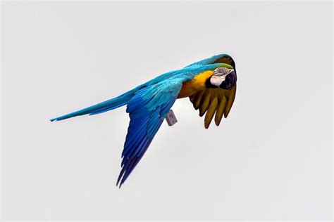 Premium Photo | Macaw parrots during a flight