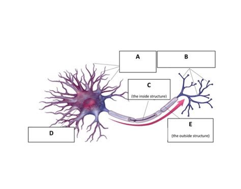 Label Neuron Quiz