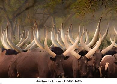 Horns Ankole Cows Mist Uganda Africa Stock Photo 1558931696 | Shutterstock