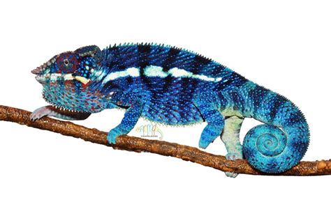 Ambanja Panther Chameleons For Sale Chromatic Chameleons