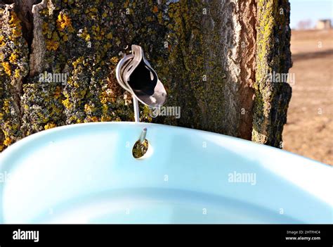 Maple Syrup Bucket On Tree Hi Res Stock Photography And Images Alamy