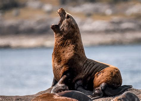 Steller Sea Lion - Eumetopias Jubatus, Nanaimo Sea Lion Tours