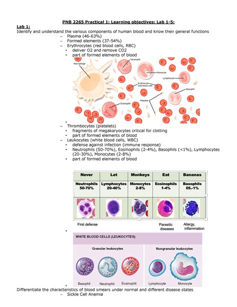 Labpractical Lab Practical 1 Study Guide Pnb 2265 Practical 1