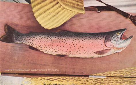 Lake Tahoe California A Five Pound Trout Color Lithograph Vintage Pc