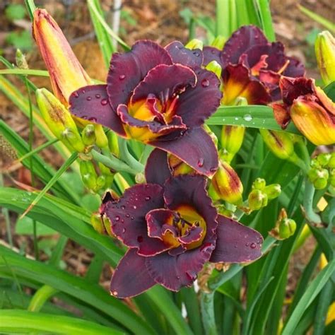 Top 27 Fascinating Black And Very Dark Flowers For Your Garden Florgeous