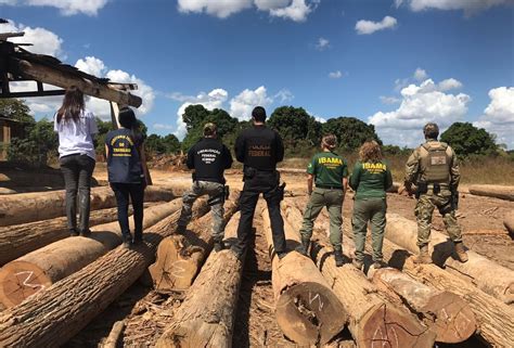 Extração Ilegal Pf E Ibama Combatem Crimes Ambientais Em Buriticupu