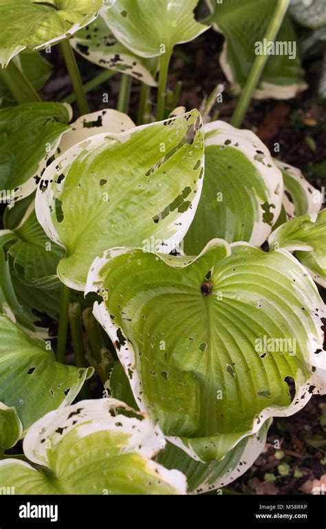 Leaves With Slug Damage Hi Res Stock Photography And Images Alamy