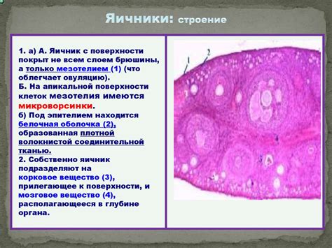 Женская половая система - презентация онлайн