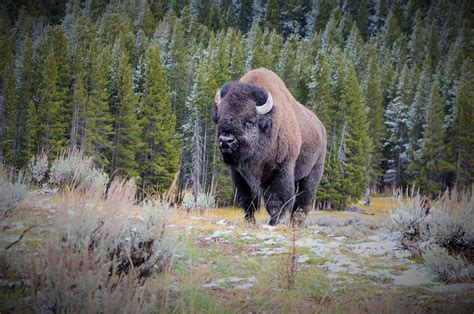 Bison Buffalo Bull Free Photo On Pixabay Pixabay