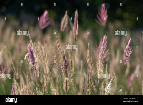 Red oat grass (Themeda triandra), Tsavo, Kenya Stock Photo - Alamy