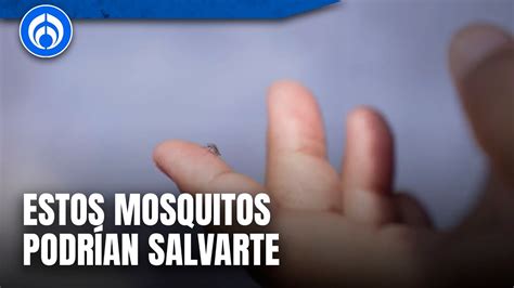 As Combaten El Mosquito Del Dengue En Este Lugar Youtube