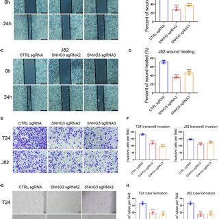 Knockdown Of Snhg Inhibits Blca Cell Invasion Migration And