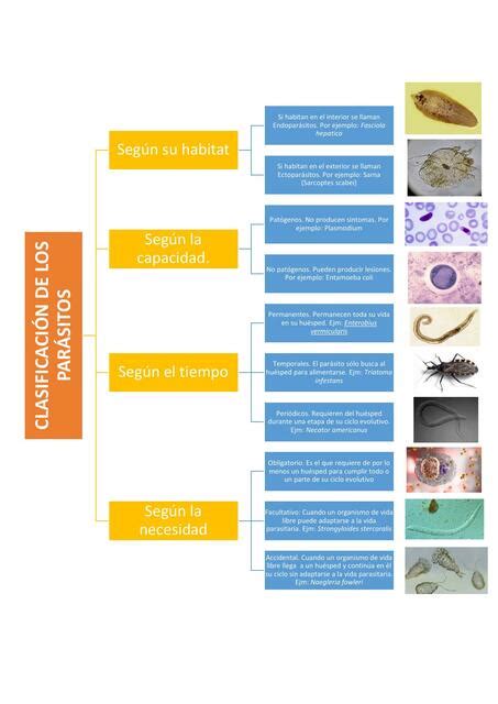 Clasificacion De Los Parasitos Pdf