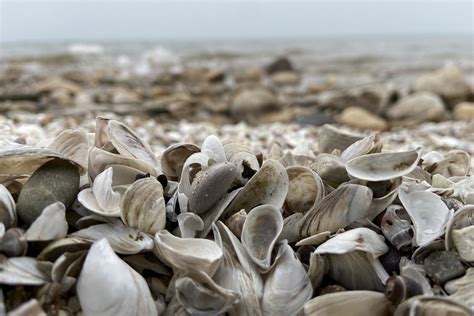 Mussels Great Lakes Now