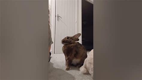 Feeling More Positive After A 15 Hour Cuddle With Bunny