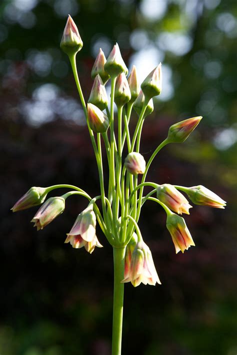 Nectaroscordum Sicilum Bulgarian Allium A Photo On Flickriver