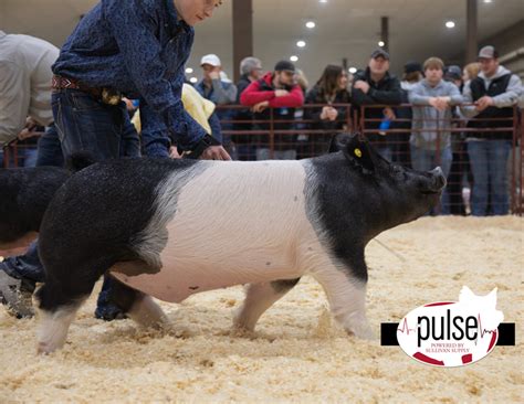 Sioux Empire Livestock Show Top 10 Market Barrows The Pulse