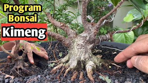 Program Bonsai Kimeng Youtube